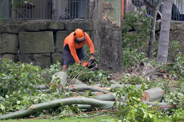 The Steps Involved in Our Tree Care Process in Andalusia, AL